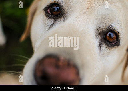 Yeux du chien Banque D'Images