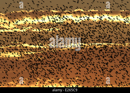 Starling Sturnus vulgaris Banque D'Images