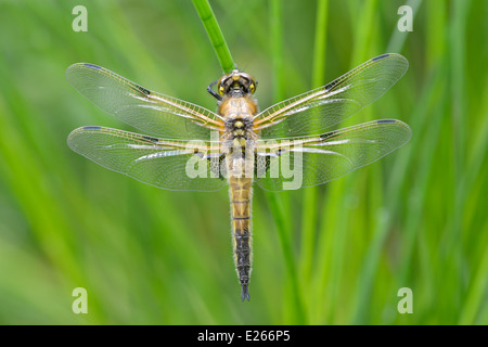 Four-spotted Chaser - Libellula quadrimaculata Banque D'Images