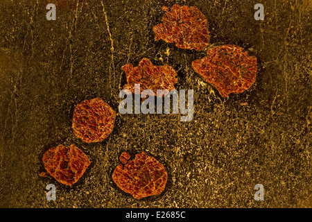 L'amphibolite grenatifère montrant le pyrope / porphyroblastes grenat almandin, Gore Mountain, New York Banque D'Images