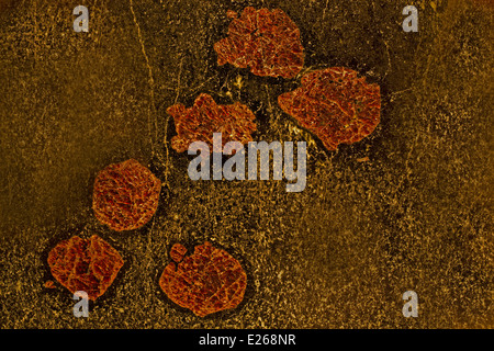 L'amphibolite grenatifère montrant le pyrope / porphyroblastes grenat almandin, Gore Mountain, New York Banque D'Images