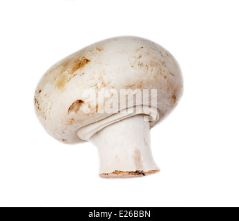 Champignons blancs Banque D'Images
