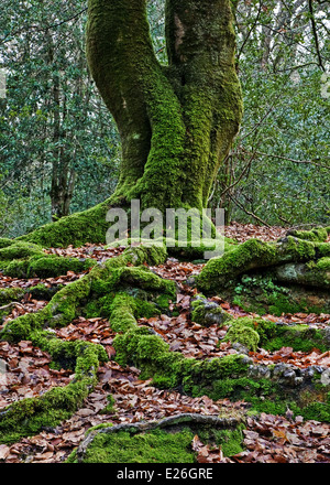 Tronc de l'arbre couvert de mousse et de racines, dans la New Forest, Hampshire, Angleterre Banque D'Images