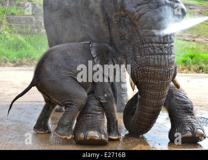 Bewdley, UK. 16 Juin, 2014. 'Sutton', le nouveau bébé éléphant à West Midlands Safari Park, et sa mère, obtenir un trempage. Sutton a été nommé d'après Stephen Sutton, le Teenage Cancer sufferer décédé plus tôt cette année. Stephen a visité la mère de l'éléphant "cinq" plus tôt cette année. La réunion a été l'un des événements sur son seau liste. Le zoo avait donné au public le vote pour choisir le nom des cinq semaines de bébé éléphant - les deux 'Stephen' et 'Sutton' ont été tout aussi populaires. Le zoo a décidé de Sutton. Credit : Jules annan/Alamy Live News Banque D'Images