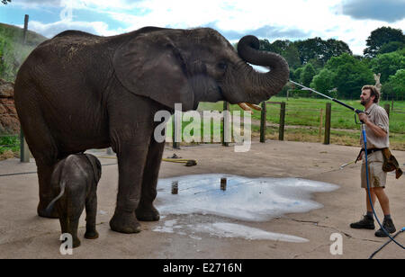 Bewdley, UK. 16 Juin, 2014. 'Sutton', le nouveau bébé éléphant à West Midlands Safari Park, et sa mère, obtenir un trempage. Sutton a été nommé d'après Stephen Sutton, le Teenage Cancer sufferer décédé plus tôt cette année. Stephen a visité la mère de l'éléphant "cinq" plus tôt cette année. La réunion a été l'un des événements sur son seau liste. Le zoo avait donné au public le vote pour choisir le nom des cinq semaines de bébé éléphant - les deux 'Stephen' et 'Sutton' ont été tout aussi populaires. Le zoo a décidé de Sutton. Credit : Jules annan/Alamy Live News Banque D'Images