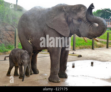 Bewdley, UK. 16 Juin, 2014. 'Sutton', le nouveau bébé éléphant à West Midlands Safari Park, et sa mère, obtenir un trempage. Sutton a été nommé d'après Stephen Sutton, le Teenage Cancer sufferer décédé plus tôt cette année. Stephen a visité la mère de l'éléphant "cinq" plus tôt cette année. La réunion a été l'un des événements sur son seau liste. Le zoo avait donné au public le vote pour choisir le nom des cinq semaines de bébé éléphant - les deux 'Stephen' et 'Sutton' ont été tout aussi populaires. Le zoo a décidé de Sutton. Credit : Jules annan/Alamy Live News Banque D'Images