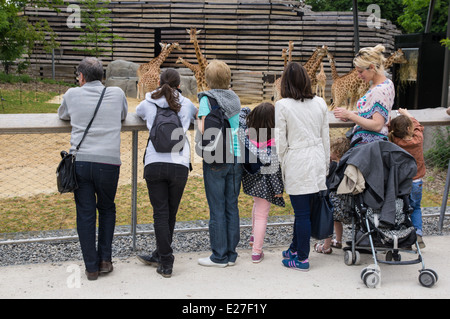 Les visiteurs qui cherchent à les girafes, Zoo Paris France Banque D'Images