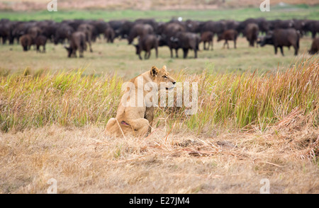 Lionne avec blessés retour attend patiemment caché dans l'herbe haute pour le reste de la fierté d'un matin tôt la chasse au bison, Okavango Delta, Kalahari, Botswana Banque D'Images