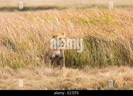 Lionne accroupi dans l'herbe de la savane dense dans le Delta de l'Okavango, vigilant dans la préparation de la chasse du matin Banque D'Images