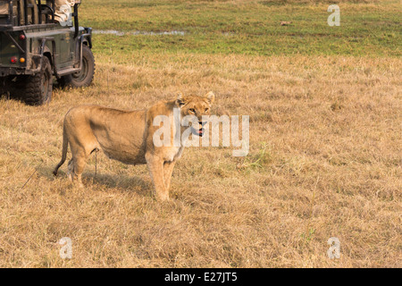 Lionne debout près d'une jeep pour les touristes sur une commande de jeu safari : pris au Botswana mais pourrait être n'importe où dans le sud de l'Afrique Banque D'Images