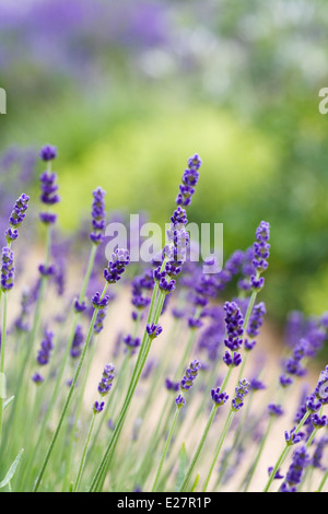 Lavandula pousse dans un jardin anglais. Banque D'Images