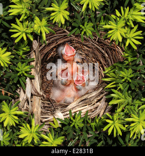 Poussins éclos dans un nid d'oiseau avec quatre jeunes oiseaux éclos récemment à l'intérieur comme un symbole de la responsabilité parentale et à l'appui Banque D'Images