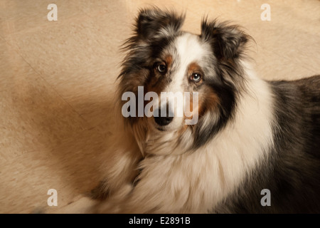 Le chien de berger Shetland. Banque D'Images