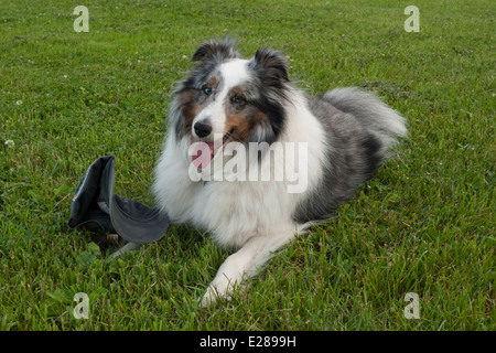 Le chien de berger Shetland. Banque D'Images