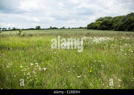 Colleville, Normandie, France. 5 juin, 2014. La vue depuis une position de l'armée allemande avec vue sur Omaha Beach près de Colleville, France, le 5 juin 2014. Des soldats américains de la 1ère Division d'infanterie ont débarqué sur les plages ci-dessous le matin du 6 juin 1944, et attaqué des positions comme celle-ci sur les falaises surplombant les plages. Des milliers de personnes ont visité la région pour commémorer l'anniversaire de l'invasion. Cette année marque le 70e anniversaire des débarquements qui ont libéré la France et met fin à la guerre en Europe. © Bill Putnam/ZUMA/ZUMAPRESS.com/Alamy fil Live News Banque D'Images