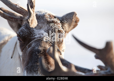 Renne de Sibérie yeux matin haze snow Antler Banque D'Images