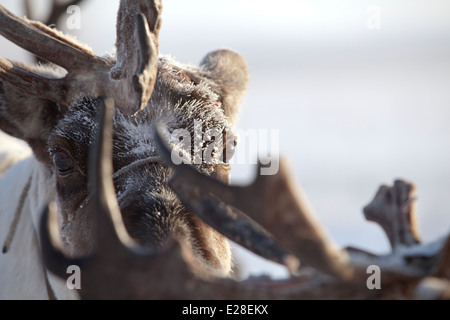 Renne de Sibérie yeux matin haze snow Antler Banque D'Images