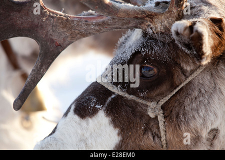 Renne de Sibérie yeux matin haze snow Antler Banque D'Images