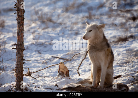 Chien de Sibérie dans la neige liée au loup arbre matin pet Banque D'Images