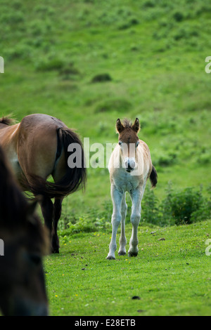 (Semi-sauvage feral) poneys Exmoor avec un poulain dans l'Exmoor sur la côte du Devon, Royaume-Uni. Banque D'Images