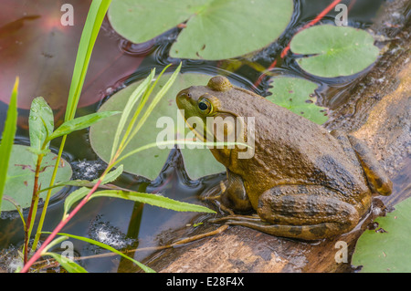 Bullfrog assis sur un journal dans un marais. Banque D'Images