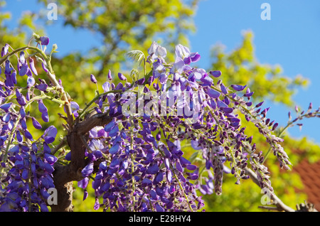 Blauregen - Wisteria 15 Banque D'Images