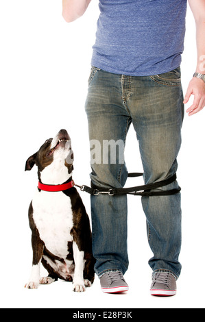 Staffordshire Bull Terrier sur le plomb enroulé autour des jambes du propriétaire Banque D'Images