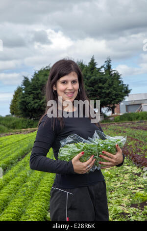 Tarleton, Preston, Royaume-Uni 17 juin 2014. Suzanna Viera Camacho Salade de récolte des cultures. Les travailleurs migrants portugais choisir la deuxième (2e) culture de laitue pour le même marché que le beau temps continue, pour une bonne saison de croissance dans cette zone de maraîchage. La consommation de salades est maintenant à son plus haut niveau dans l'histoire de l'alimentation et l'été est fou de la demande moyenne, qui sont toutes de bonnes nouvelles pour les régions saladier, la plaine côtière du West Lancashire entre Preston et Southport où des kilomètres de sol noir riche et fournir un milieu de culture idéal. Credit : Mar Photographics/Alamy Live New Banque D'Images