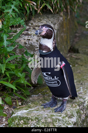 Ralph, le manchot de Humboldt (Spheniscus humboldti) portant une combinaison, spécialement la faune Marwell, UK Banque D'Images