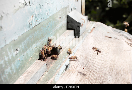Les abeilles travailler close up Banque D'Images