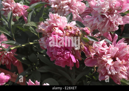 La floraison des pivoines rouge, extérieur shot Banque D'Images