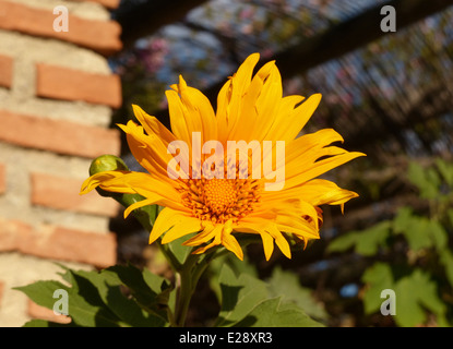 Un flux lumineux jaune orangée qui ressemble à un petit tournesol Banque D'Images