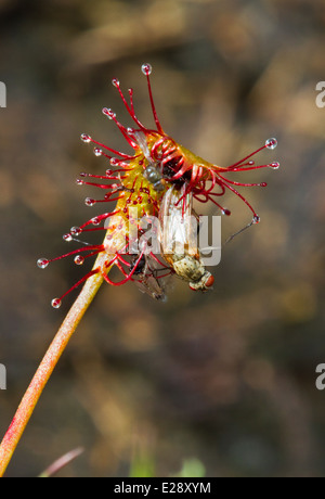 Quelques mouches capturées par oblongues-leaved Sundew (Drosera intermedia) Banque D'Images