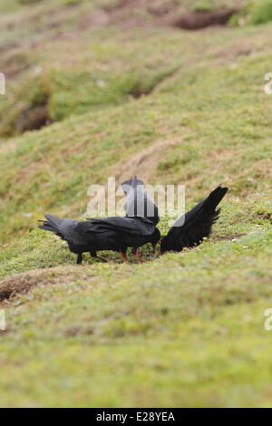 Crave à bec rouge (Pyrrhocorax pyrrhocorax), quatre adultes se nourrissent de clifftop, Skokholm Island, Pembrokeshire, Pays de Galles, juin Banque D'Images