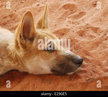 Dingo (Canis familiaris dingo) pup, close-up de tête, reposant sur du sable, a sauvé personne utilisé par les gardes du parc pour l'éducation et de conservation, désert Central, Territoire du Nord, Australie, septembre Banque D'Images