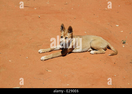 Dingo (Canis familiaris dingo) pup, reposant sur du sable, sauvé personne utilisé par les gardes du parc pour l'éducation et de conservation, désert Central, Territoire du Nord, Australie, septembre Banque D'Images