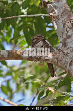 Une grille supérieure de la Blyth (Batrachostomus affinis) adulte, assis au nid sur une branche, Taman Negara N.P., Titiwangsa Montagnes, péninsule malaise, Malaisie, février Banque D'Images