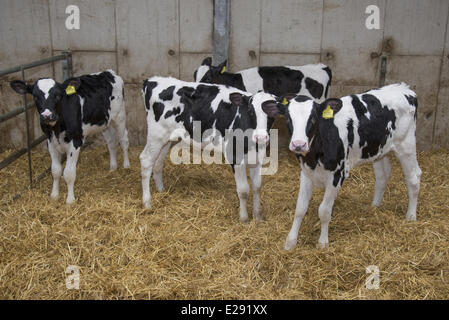 Les bovins domestiques, Holstein, veaux, debout dans la cour de ferme laitière, Lancashire, Angleterre, Février Banque D'Images