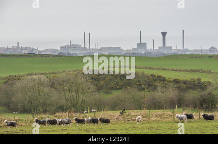 Les moutons domestiques, troupeau, Herdwick debout dans les pâturages, avec installation de retraitement nucléaire de Sellafield en arrière-plan, Seascale, Cumbria, Angleterre, Mars Banque D'Images