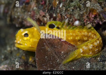 Jawfish solaire (Opistognathus solorensis) adulte, reposant à côté de feuille, Détroit de Lembeh, Sulawesi, îles de la sonde, en Indonésie, en janvier Banque D'Images