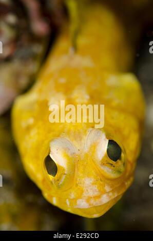 Jawfish solaire (Opistognathus solorensis) adulte, close-up de tête, Détroit de Lembeh, Sulawesi, îles de la sonde, en Indonésie, en janvier Banque D'Images