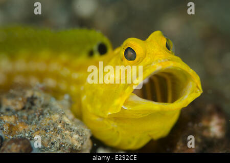 Jawfish solaire (Opistognathus solorensis) adulte, close-up de tête, avec la bouche ouverte, Détroit de Lembeh, Sulawesi, îles de la sonde, en Indonésie, en janvier Banque D'Images