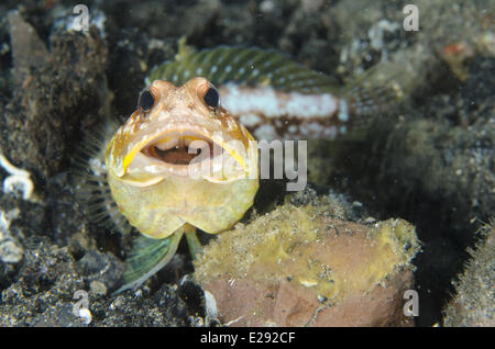 Jawfish solaire (Opistognathus solorensis) adulte, reposant sur du sable noir, Détroit de Lembeh, Sulawesi, îles de la sonde, en Indonésie, en février Banque D'Images