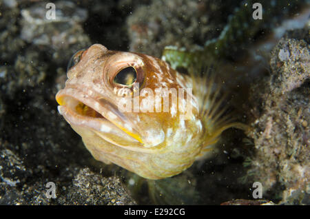 Jawfish solaire (Opistognathus solorensis) adulte, reposant sur du sable noir, Détroit de Lembeh, Sulawesi, îles de la sonde, en Indonésie, en février Banque D'Images