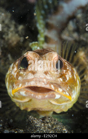 Jawfish solaire (Opistognathus solorensis) adulte, close-up de tête, reposant sur du sable noir, Détroit de Lembeh, Sulawesi, îles de la sonde, en Indonésie, en février Banque D'Images