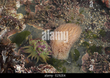 Gris commun Seaslug (Aeolidia papillosa) adulte, dans des eaux peu profondes, située à côté de l'anémone Anemonia viridis (Snakelocks), Kimmeridge, à l'île de Purbeck, Dorset, Angleterre, Mars Banque D'Images