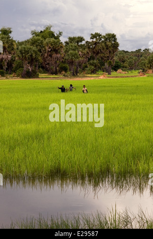 Rizières près de Banteay Srei. Le Cambodge a beaucoup de bons produits à offrir, en particulier dans le domaine des produits agricoles. Banque D'Images