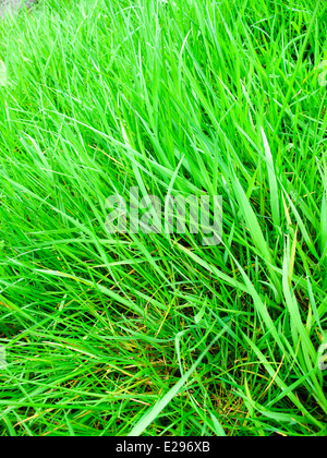 L'herbe pelouse close up Banque D'Images