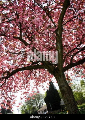 Cherry Blossom tree dessous éclairé par LED Banque D'Images