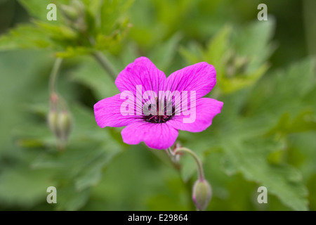 Geranium 'Red Admiral' poussant dans le jardin. Banque D'Images